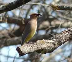 Cedar Waxwing